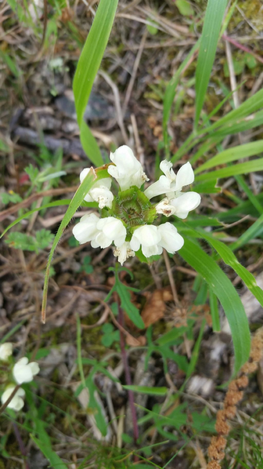 Prunella laciniata (Lamiaceae)